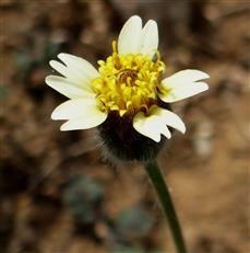 Tridax procumbens